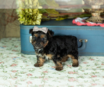 Small #3 Yorkshire Terrier