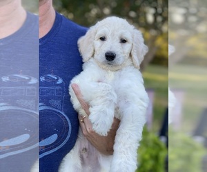 Goldendoodle Puppy for sale in WOODRUFF, SC, USA