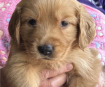 Puppy Orange Girl Golden Retriever