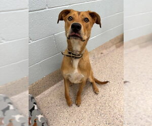 Catahoula Leopard Dog Dogs for adoption in Brighton, CO, USA