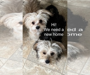 YorkiePoo Puppy for sale in PORTLAND, OR, USA