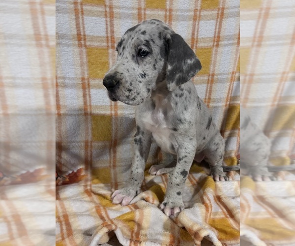 Medium Photo #1 Great Dane Puppy For Sale in BEAVERDAM, VA, USA