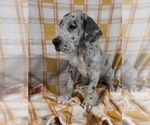Image preview for Ad Listing. Nickname: Clove