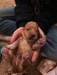 Small Photo #2 Cock-A-Poo Puppy For Sale in BRIAROAKS, TX, USA