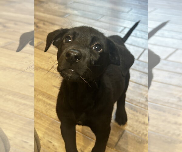 Medium Photo #4 Labrador Retriever-Unknown Mix Puppy For Sale in Hillsboro, MO, USA