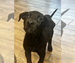 Small #3 Labrador Retriever Mix