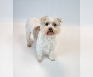 Virginia - Female Poochon Dog for Adoption - Photo #5