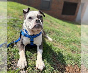 Bulldog Dogs for adoption in Boston, MA, USA