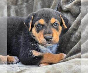 Labrador Retriever-Unknown Mix Dogs for adoption in San Diego, CA, USA