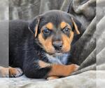 Small Labrador Retriever Mix