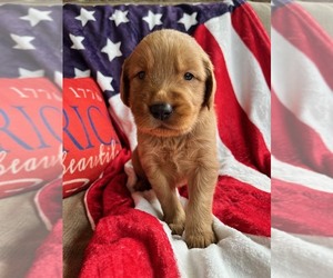 Golden Retriever Puppy for sale in KINGSPORT, TN, USA