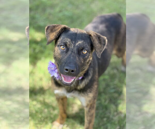 Medium Photo #2  Puppy For Sale in , 