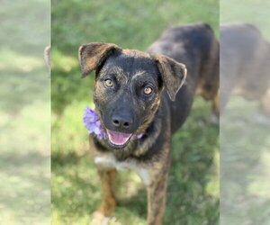 Australian Shepherd-Unknown Mix Dogs for adoption in Phoenix, AZ, USA