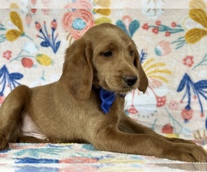 Labradoodle-Poodle (Standard) Mix Puppy for sale in LANCASTER, PA, USA