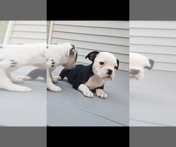 Medium Photo #2 Olde English Bulldogge Puppy For Sale in NEW LISBON, NJ, USA