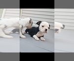 Small Photo #2 Olde English Bulldogge Puppy For Sale in NEW LISBON, NJ, USA