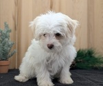 Small #10 Havanese