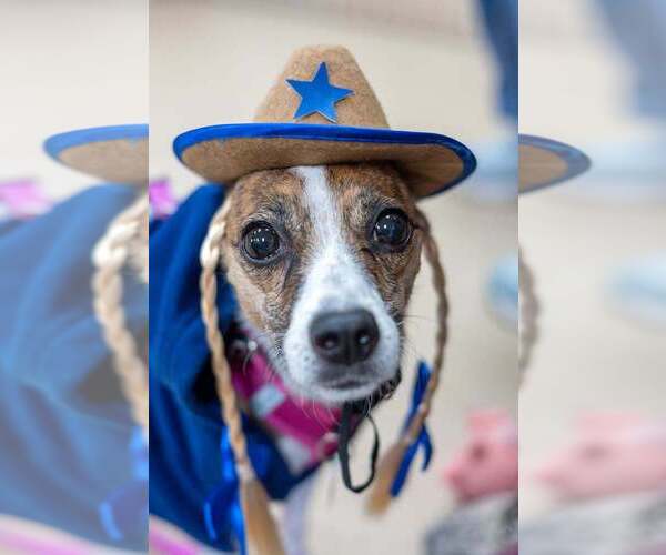 Medium Photo #15 Chihuahua-Unknown Mix Puppy For Sale in Mundelein, IL, USA