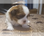 Small Photo #8 Shih Tzu Puppy For Sale in BELLEVILLE, MI, USA
