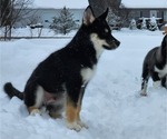 Small Photo #9 Siberian Husky Puppy For Sale in FORT PLAIN, NY, USA