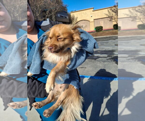 Medium Photo #9 Chihuahua-Unknown Mix Puppy For Sale in Lake Forest, CA, USA