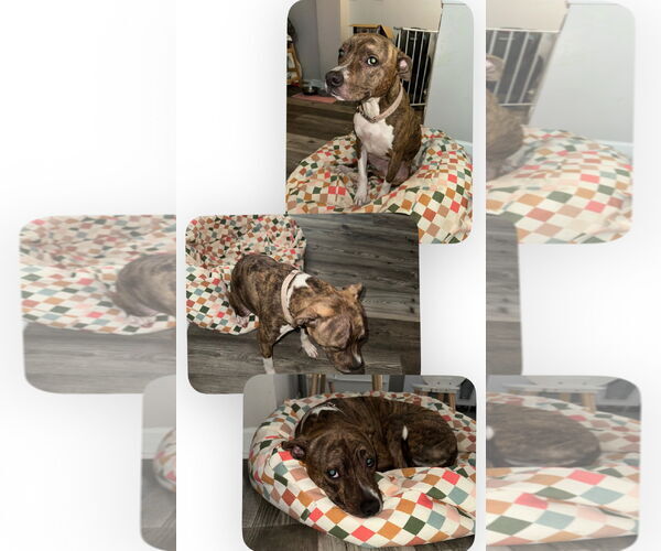 Medium Photo #2 American Staffordshire Terrier-Unknown Mix Puppy For Sale in Wheaton, IL, USA