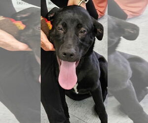 Labrador Retriever-Unknown Mix Dogs for adoption in Royal Palm Beach, FL, USA