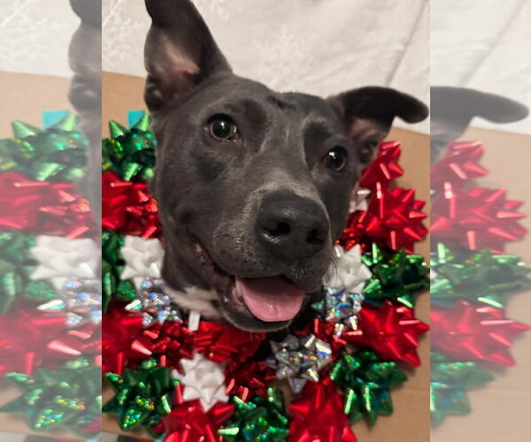 Medium Photo #4 American Pit Bull Terrier-Labrador Retriever Mix Puppy For Sale in Germantown, OH, USA