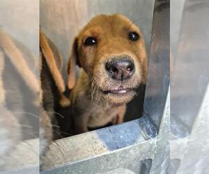 Mutt Dogs for adoption in San Antonio, TX, USA