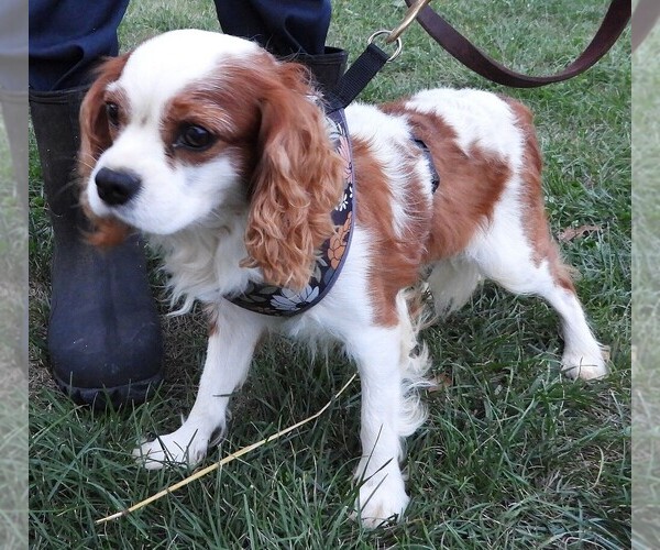 Medium Photo #4 Cavalier King Charles Spaniel Puppy For Sale in CARLISLE, KY, USA
