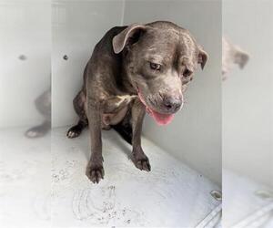 Staffordshire Bull Terrier Dogs for adoption in Houston, TX, USA
