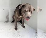 Small Staffordshire Bull Terrier