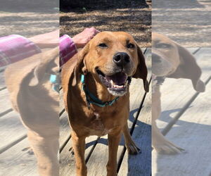Golden Retriever-Unknown Mix Dogs for adoption in Rustburg, VA, USA