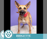 Small #14 German Shepherd Dog Mix