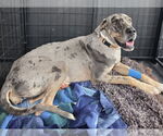 Small #1 Great Dane