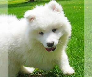 Samoyed Puppy for sale in THORP, WI, USA