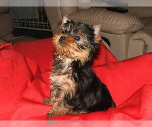 Yorkshire Terrier Puppy for sale in HOUSTON, TX, USA