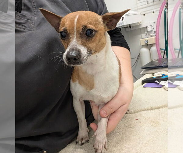 Medium Photo #1 Jack Russell Terrier-Unknown Mix Puppy For Sale in Chico, CA, USA