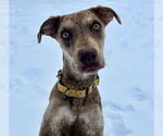 Small #3 Catahoula Leopard Dog Mix