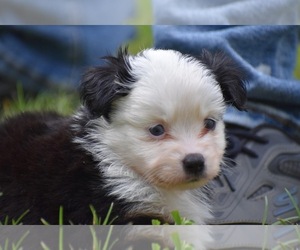 Miniature Australian Shepherd Puppy for sale in PALM COAST, FL, USA