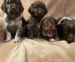 Brittany Litter for sale in ROME, GA, USA