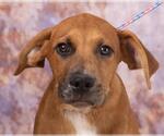 Small #1 Redbone Coonhound Mix