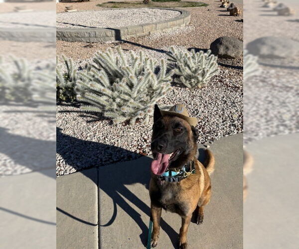 Medium Photo #8 Mutt Puppy For Sale in Imlay City, MI, USA