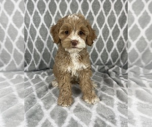 Cavapoo Puppy for sale in INDIANAPOLIS, IN, USA