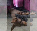 Small Photo #1 Cane Corso-Doberman Pinscher Mix Puppy For Sale in HOMELAND, CA, USA