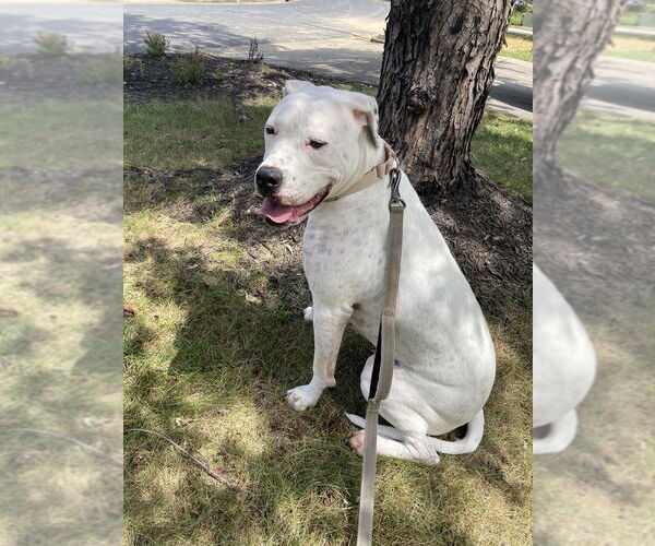 Medium Photo #8 American Bulldog Puppy For Sale in Raleigh, NC, USA