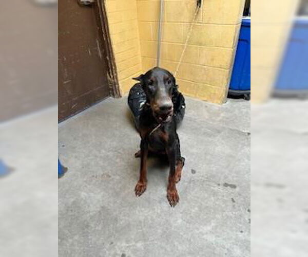 Medium Photo #1 Doberman Pinscher Puppy For Sale in Stockton, CA, USA