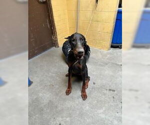 Doberman Pinscher Dogs for adoption in Stockton, CA, USA