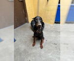 Small Doberman Pinscher