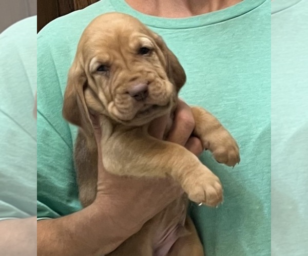 Medium Photo #9 Bloodhound Puppy For Sale in FORT MORGAN, CO, USA
